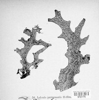 Lobaria pulmonaria image